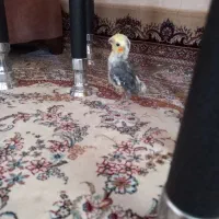 عروس هلندی