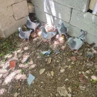 ۵ عددسبز ماده زرنگ جوون