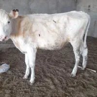 گوساله ی سیمیتال
