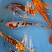 کوی باله بلند رنگی وزیبا