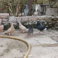 کبوتر