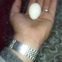 تخم مرغ گلین نطفه دار