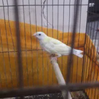 فنج گلدین ماده
