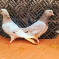 کبوتر