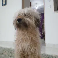 واگذاری توله یک ساله