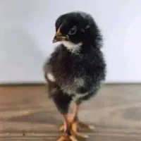 فروش جوجه نژاد دار