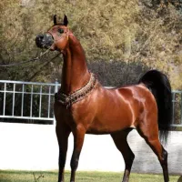 فروش وخرید اسب همه مدل اسب