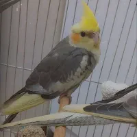 جوجه عروس هلندی آروم و دستی