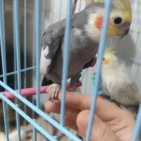 عروس هلندی همراه با قفس وتمام وسایل