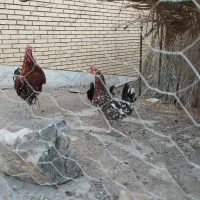 مرغ خروس گلین