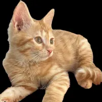 بچه گربه|گربه|یزد, |دیوار