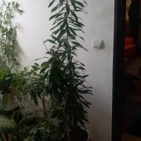 گل پیله موا و دیفن