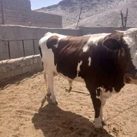 گوساله نر