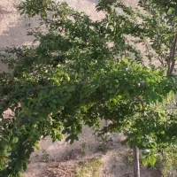 زمین-2400-متر-خیر-آباد-داخل-طرح-هادی
