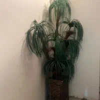 درخت نخل با گلدان شیک