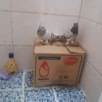 جفت دم سفید