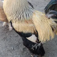 خروس امپراطور