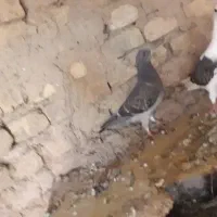 کفتر مسافتی