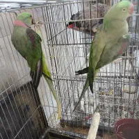 جفت شاه طوطی مولد