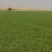 یونجه