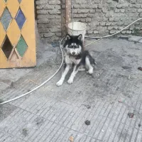 سگ هاسکی ماده