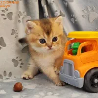 بچه گربه های بریتیش خانگی