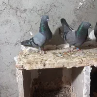 ۲جفت سبزپاکستانی