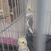 جفت عروس هلندی