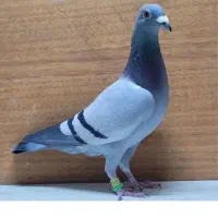 معاوضه کبوتر