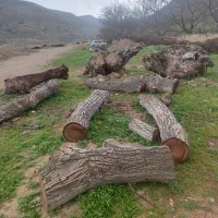 خرید فروش انواع چوب