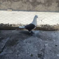 پرنده.کبوتر نر