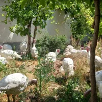 بوقلمون ارگانیک