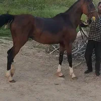 ماده یان
