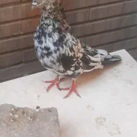 ۳عددکبوترسرور