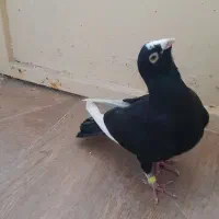 کفتر قره مینا سوری نر