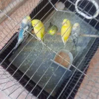 آگهی را بادقت بخوانید