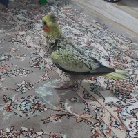 بچ عروس سرلاکی ۱ ماهه