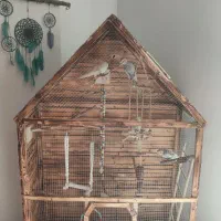 4تا عروس هلندی با قفس و تمام وسایل