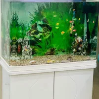اکواریوم شرکت شیشه خم