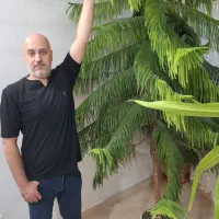 کاج مطبق