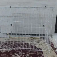 قفس