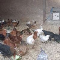 فروش 60عدد جوجه خروس گلپایگانی ،5ماهه