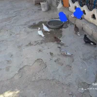 شوش میان آب