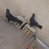 کبوتر