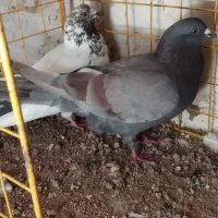کبوتر نرو ماده زوردار