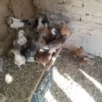 چندعددجوجه کبوتربه فروش می‌رسد جفتی نهصدهزارتومان