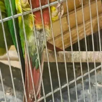 عروس هلندی و گرینچیک