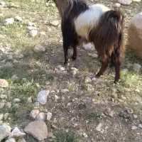 پازن فروشی