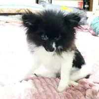 سگ پامرین روباهی و خرسی