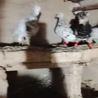 کبوتر پرشی